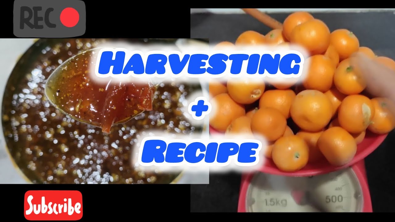Recipe 1: Swaad mein zabardast home grown and made organic jam and pickle recipe.