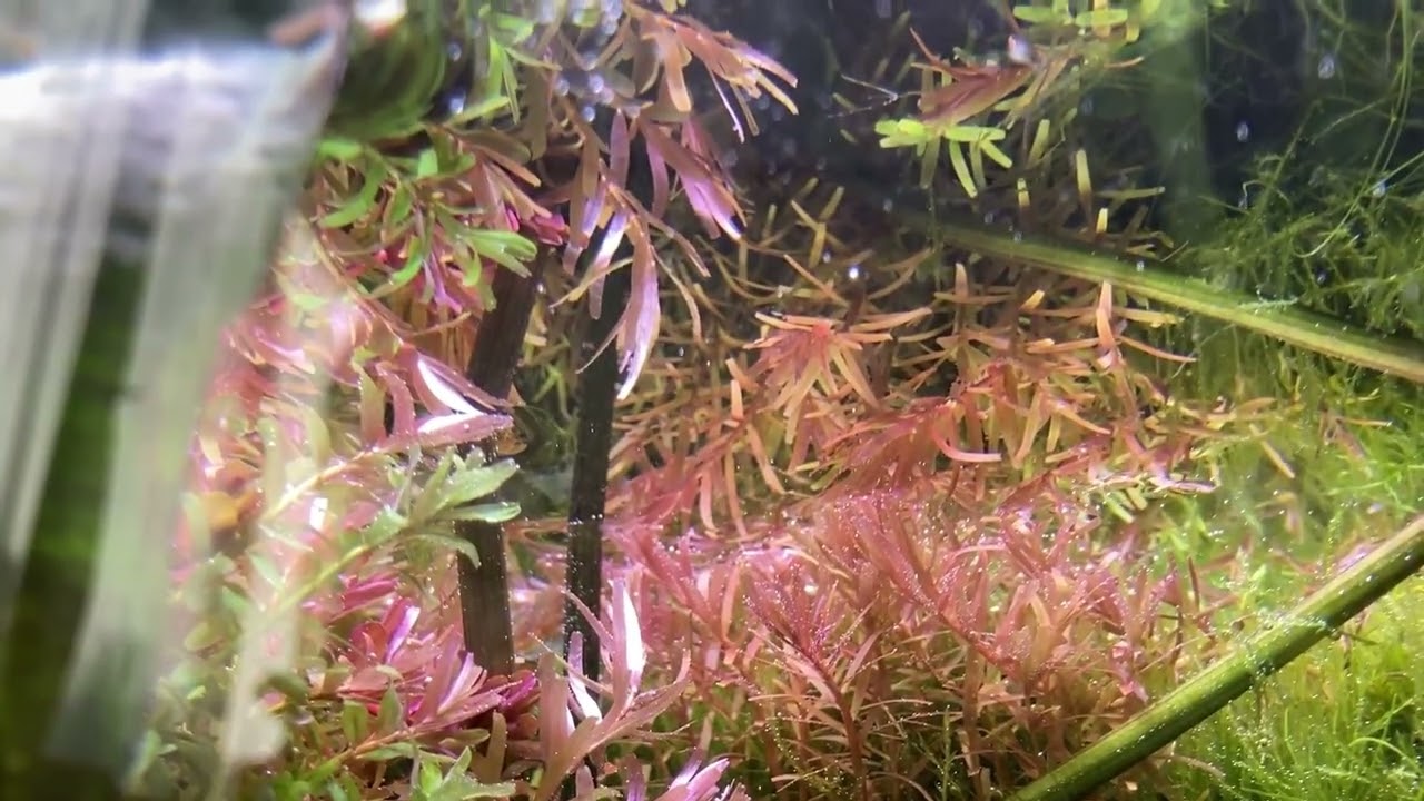 【不定期アクア】[本編]2026.01/07-01/08 all long type  疲れた時にどうぞ　#129  #aquarium,#bucephalandra ,#Echinodorus