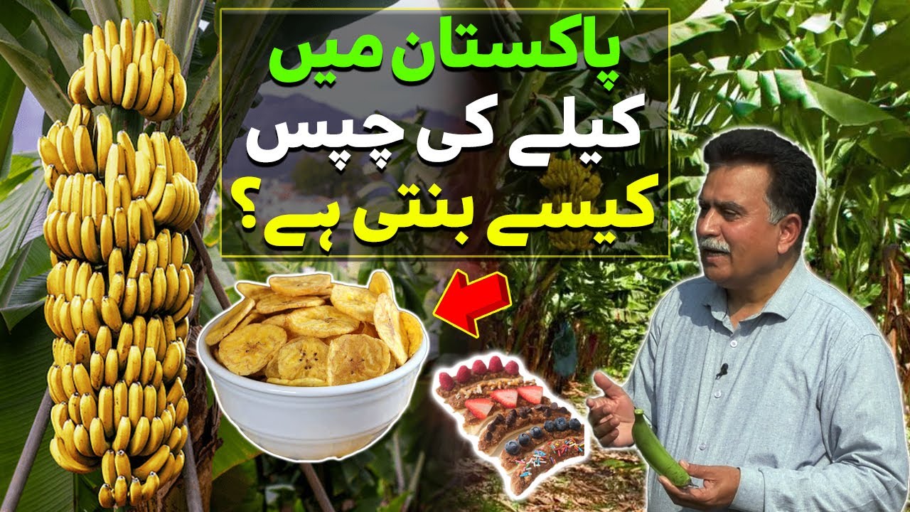 Banana Chips !! Banana Chips Production in Pakistan | Food of Pakistan | Discover Pakistan