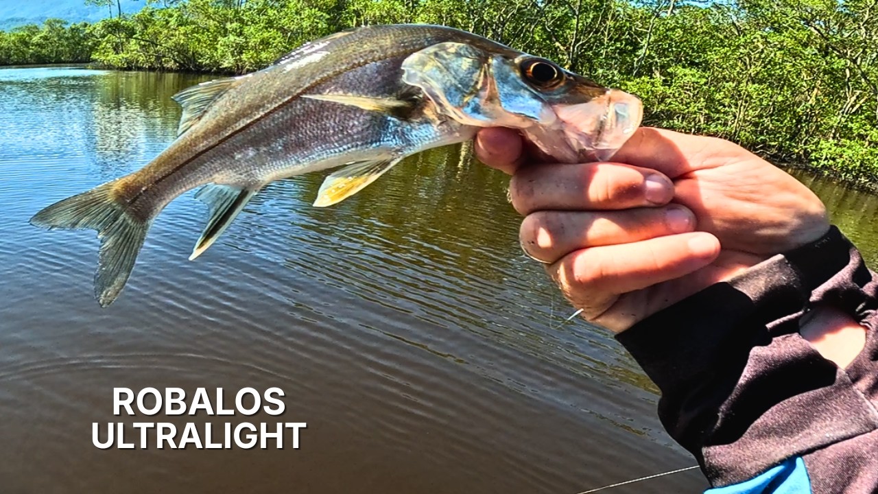 Muitos Robalos no Mangue - Pescaria em Bertioga