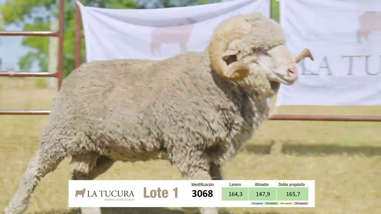 lote 1 carnero 3068