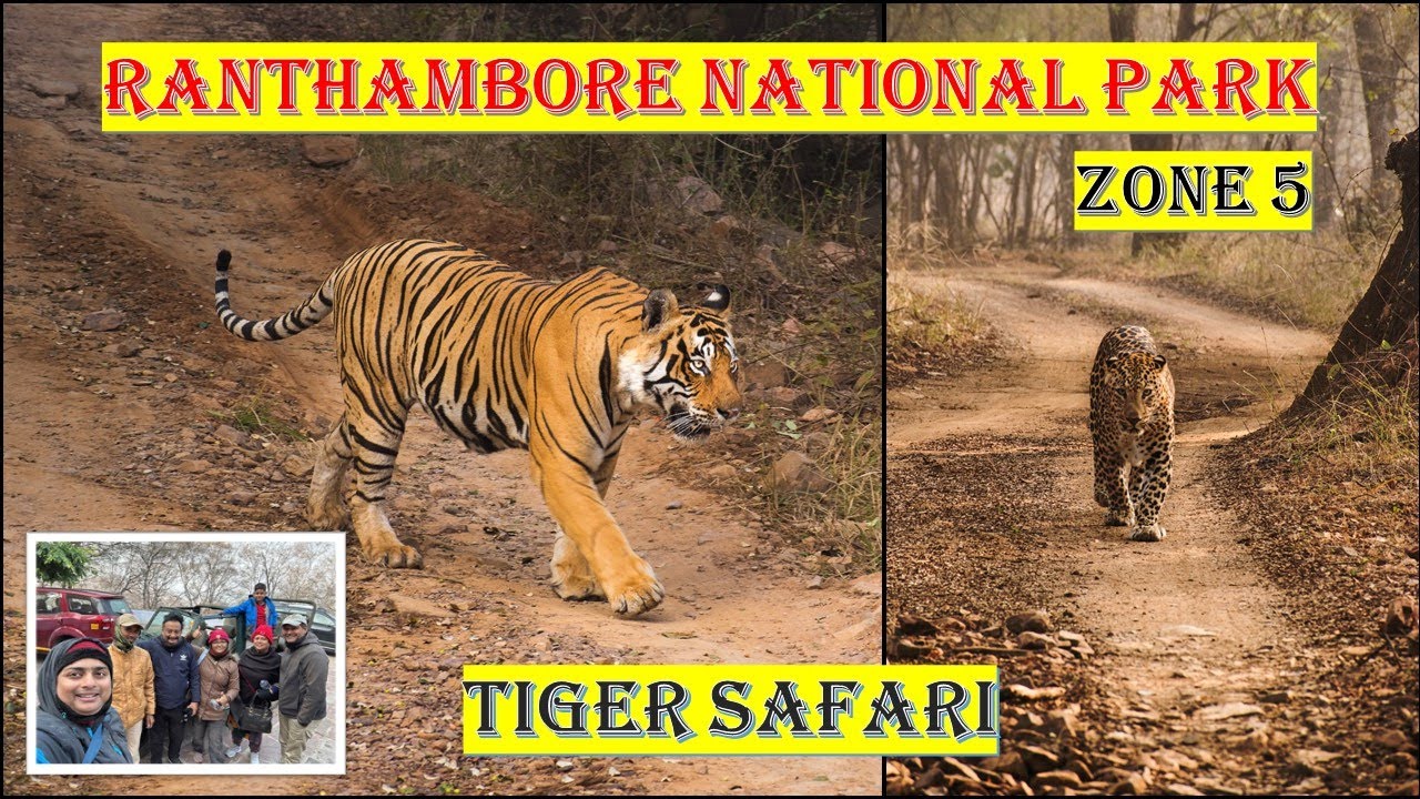 RANTHAMBORE JEEP SAFARI ZONE 5, ENCOUNTER WITH LEOPARD & TIGER, WARNING CALLS,RAJASTHAN@3 tickets
