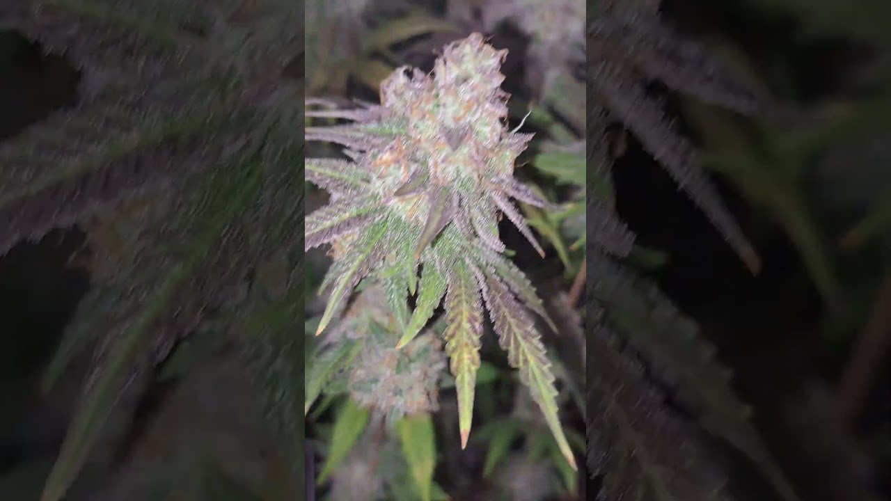 Most insane Buds&acute;Ive Ever Grown  🔥  Mimosa x Orange Punch