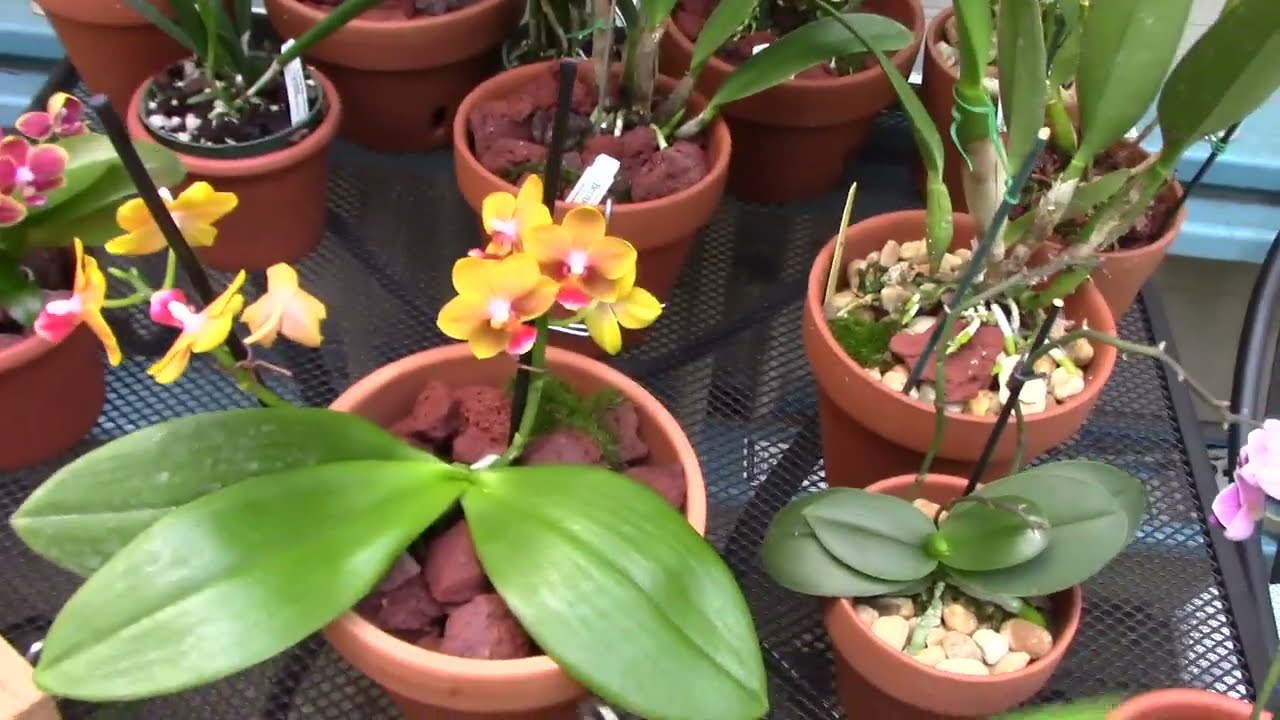 Новости о росте орхидей..........и интервью с Hillbilly Orchids