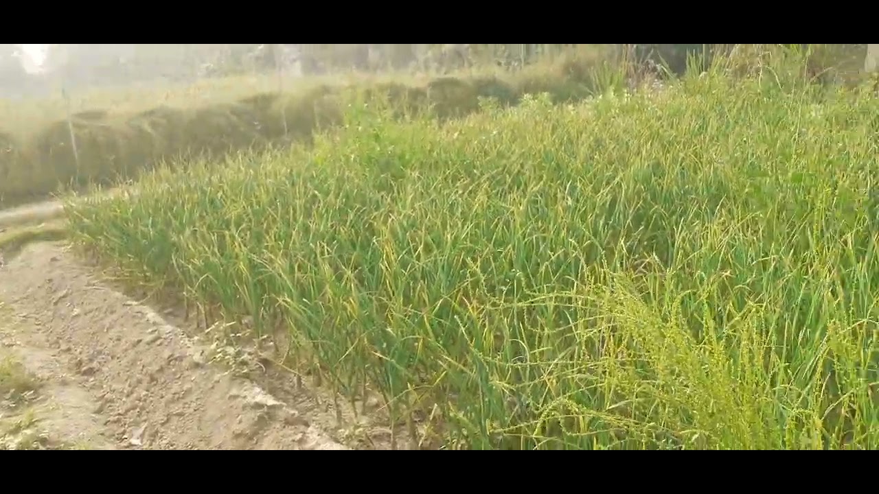 8 मार्च 2026