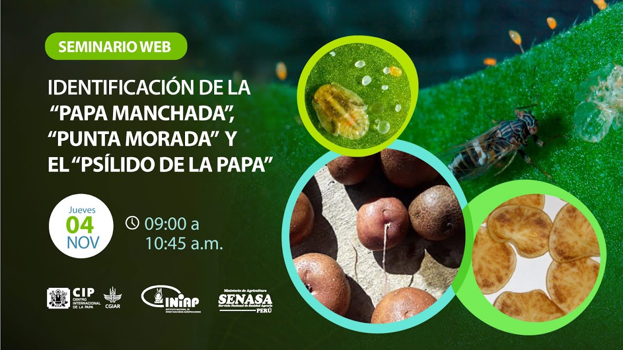 Seminario web: Identificación de la “papa manchada”, “punta morada” y el psílido de la papa