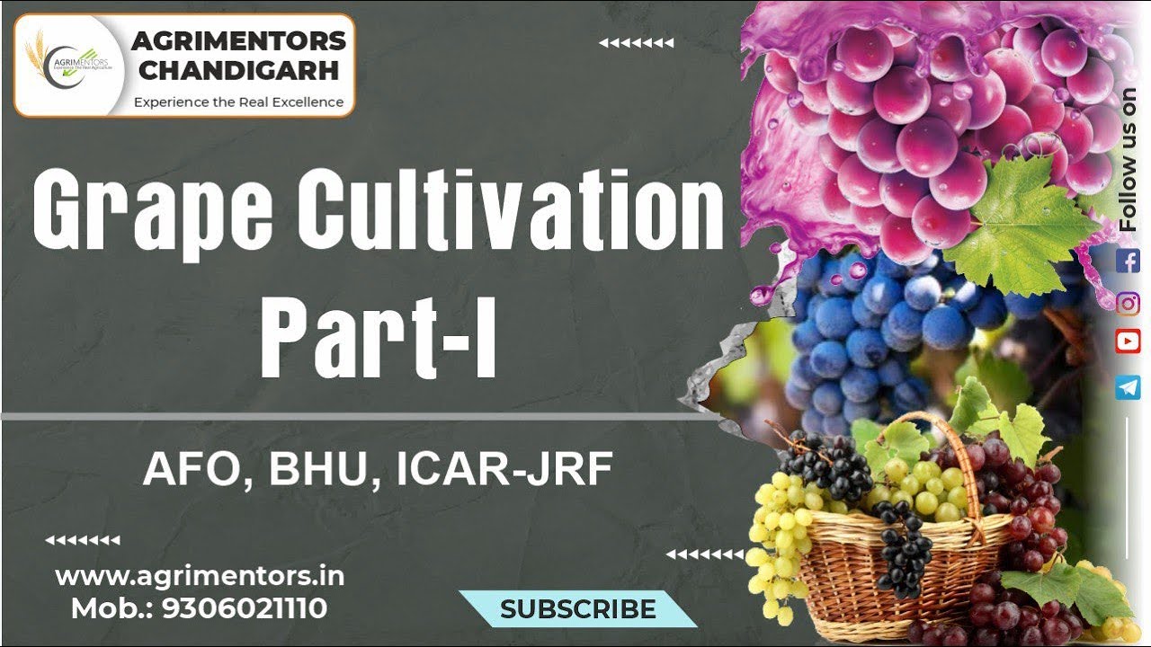 Grapes Cultivation | Varieties | Cultivation Practices | Propagation | Pomology | Horticulture crops