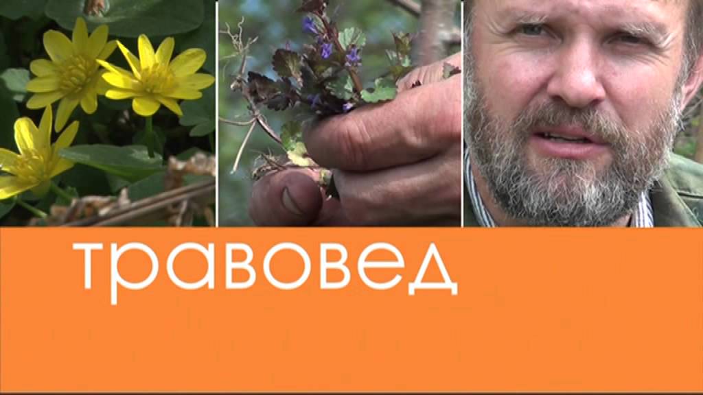 Травовед. Козлятник. Рассказывает Моряков Сергей Викторович