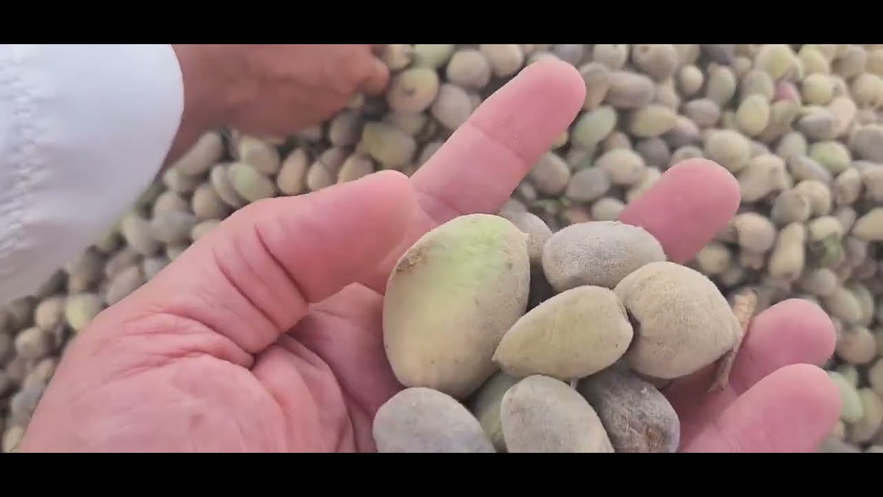 اللوز الاخضر واماكن الفواكه الصحراويه