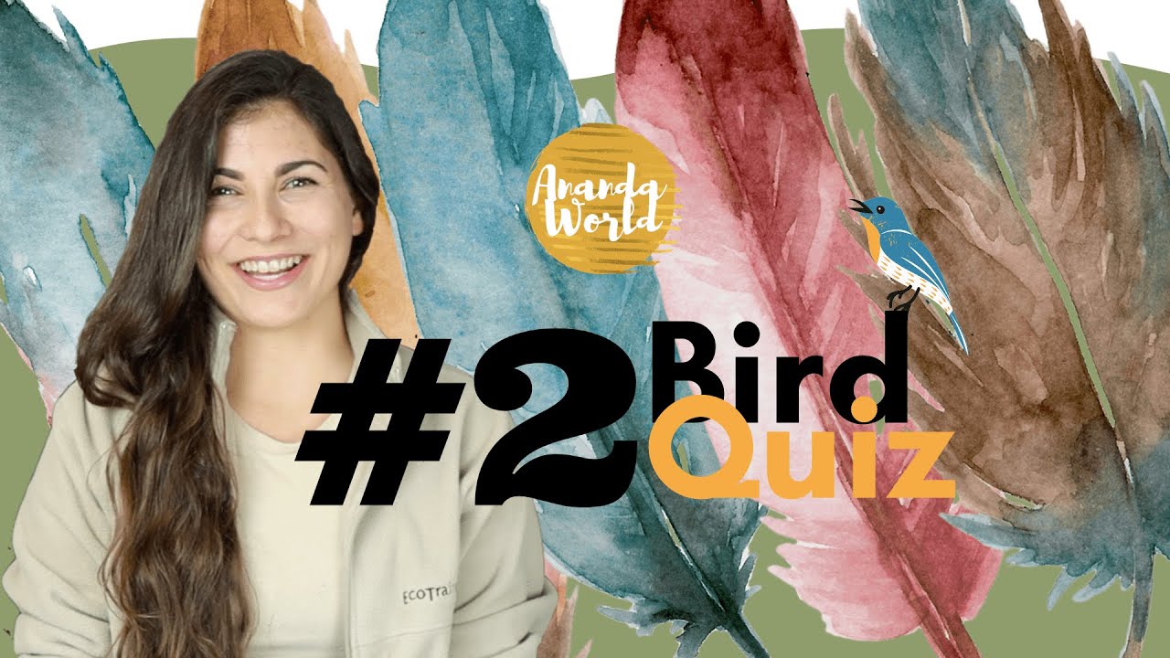 BIRD QUIZ PART 2 - Your Guide to Guide for Field Guide Students