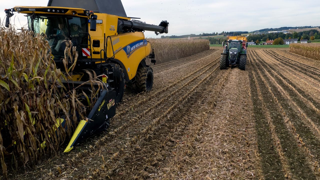 Maisstroh schwaden während der Körnermaisernte. Neuer Olimac DRAGO GT mit Strohsammelfunktion.