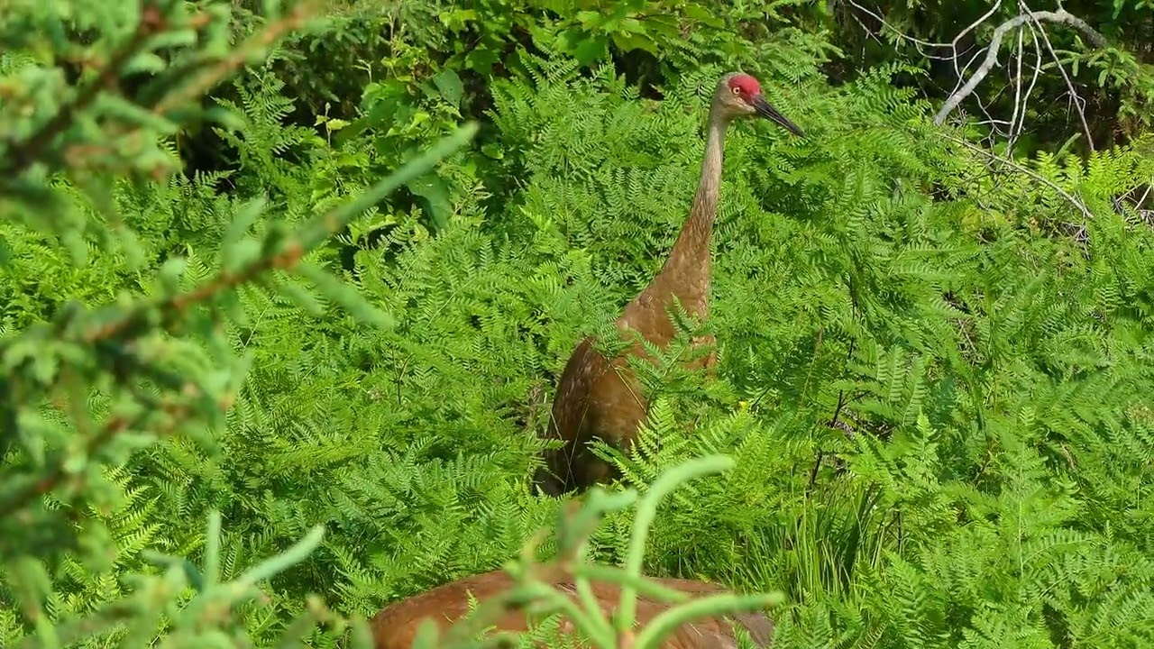 Peacefull Walk With Sandhill Cranes