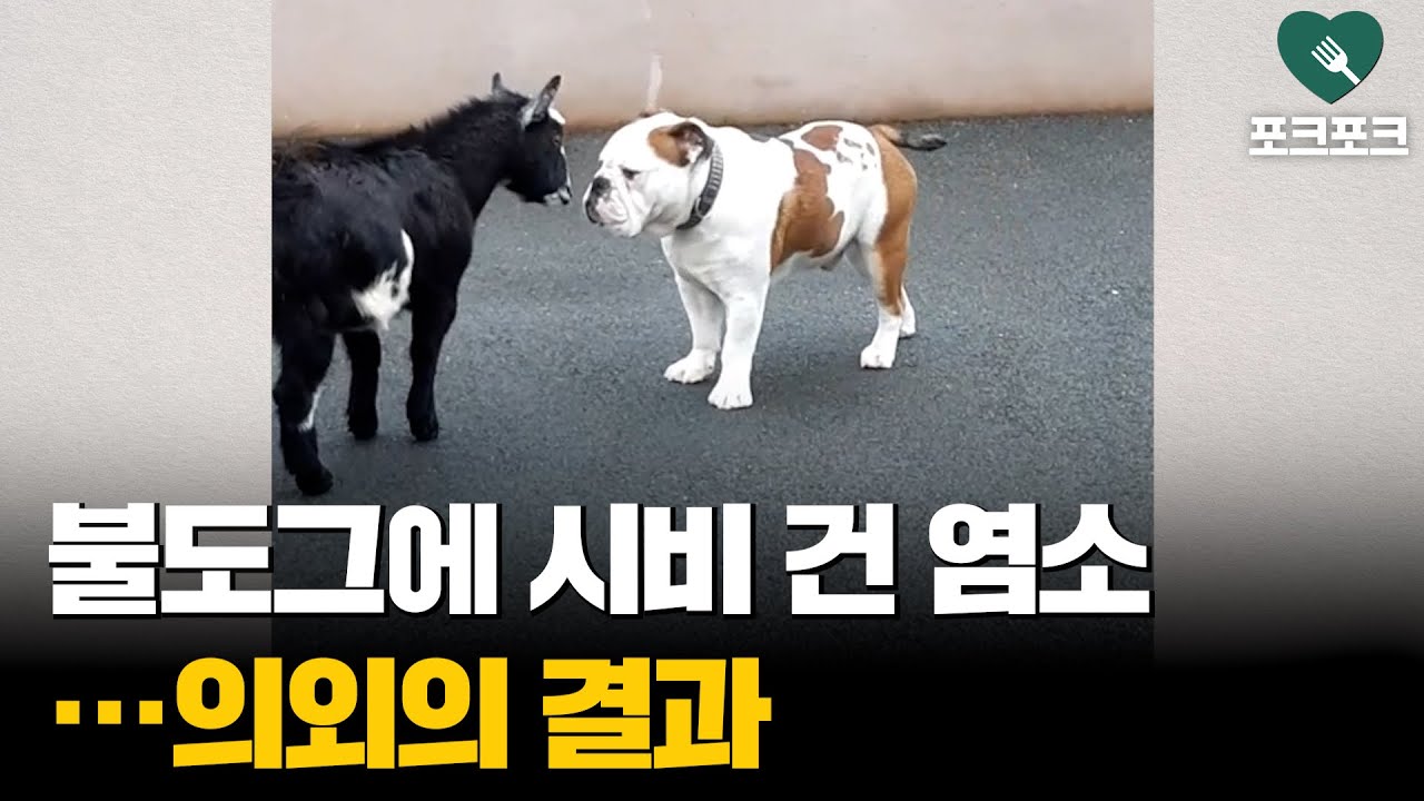 염소에게 박치기 당한 불도그&hellip;의외의 반응 보여