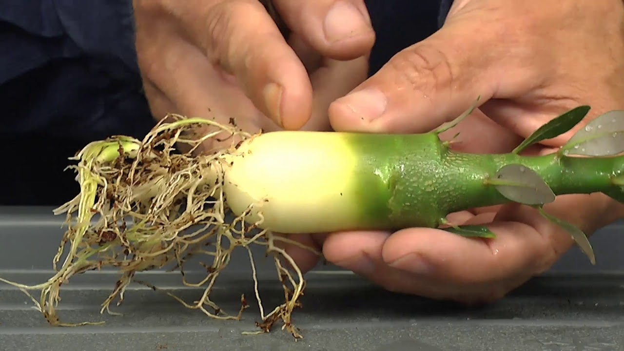 W&uuml;stenrose umtopfen Adenium obesum