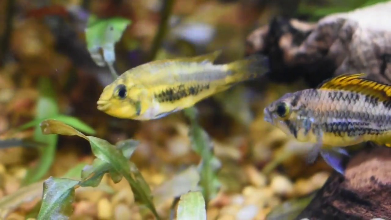 Chuck is OUT! Apistogramma cacatuoides pair fighting