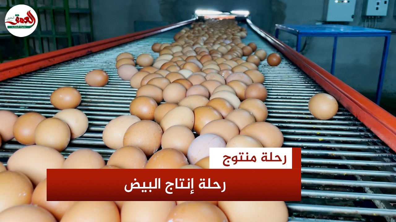 رحلة منتوج ح(1).. كيف يتدحرج البيض من المزارع العصرية إلى موائد المغاربة