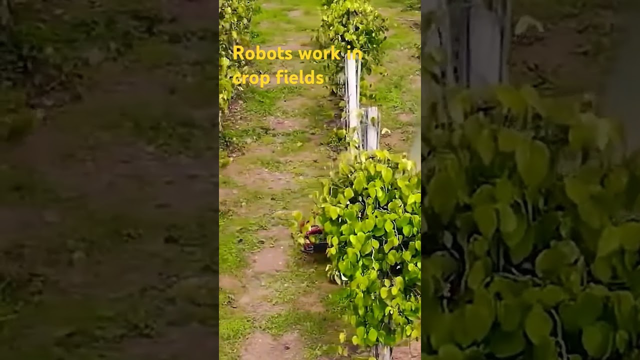 #Robots work in crop fields#