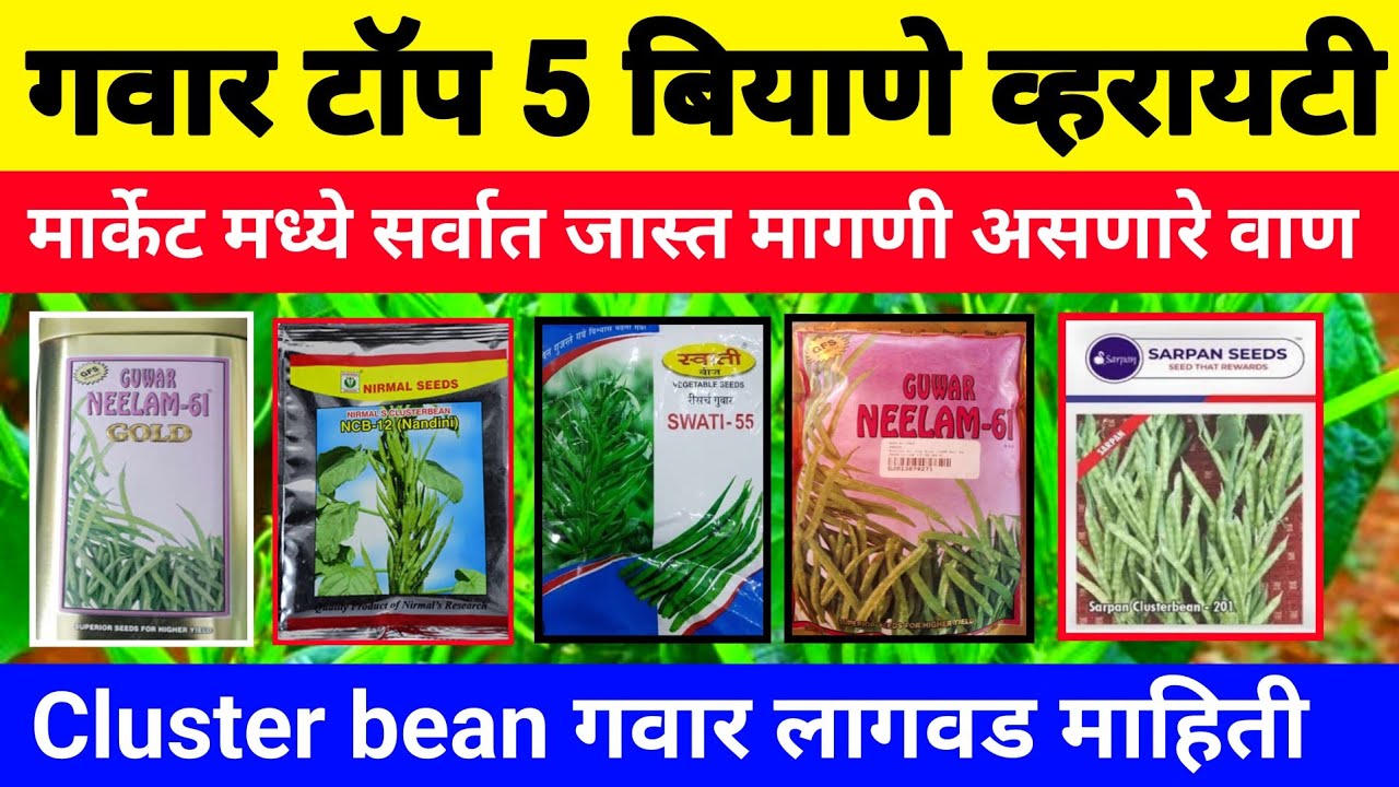 गवार टॉप 5 बियाणे व्हरायटी | 35 दिवसांत दररोज 2000 रु | गवार लागवड माहिती |gavar lagwad |Milind bhor