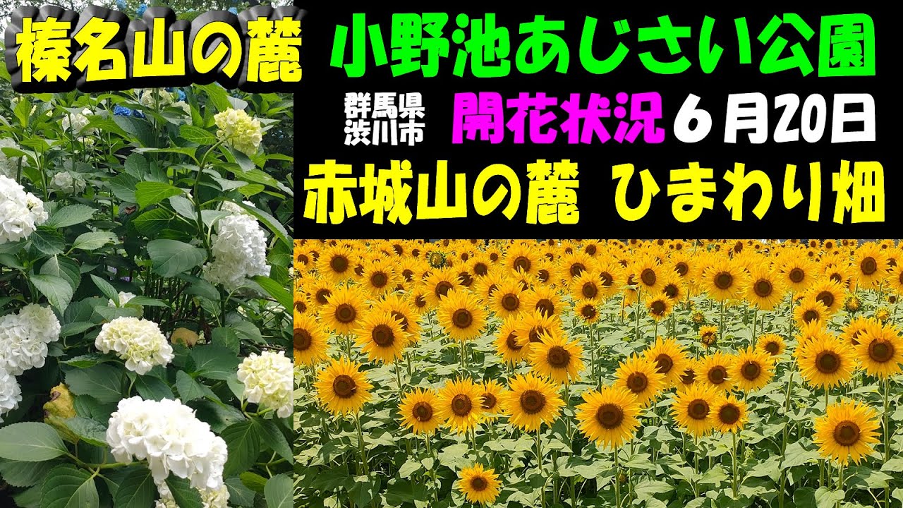 開花状況6月20日「榛名山の麓【小野池あじさい公園】「赤城山の麓【ひまわり畑】群馬県渋川市～ドライブやツーリングのお立ち寄り観光スポット #紫陽花 #向日葵