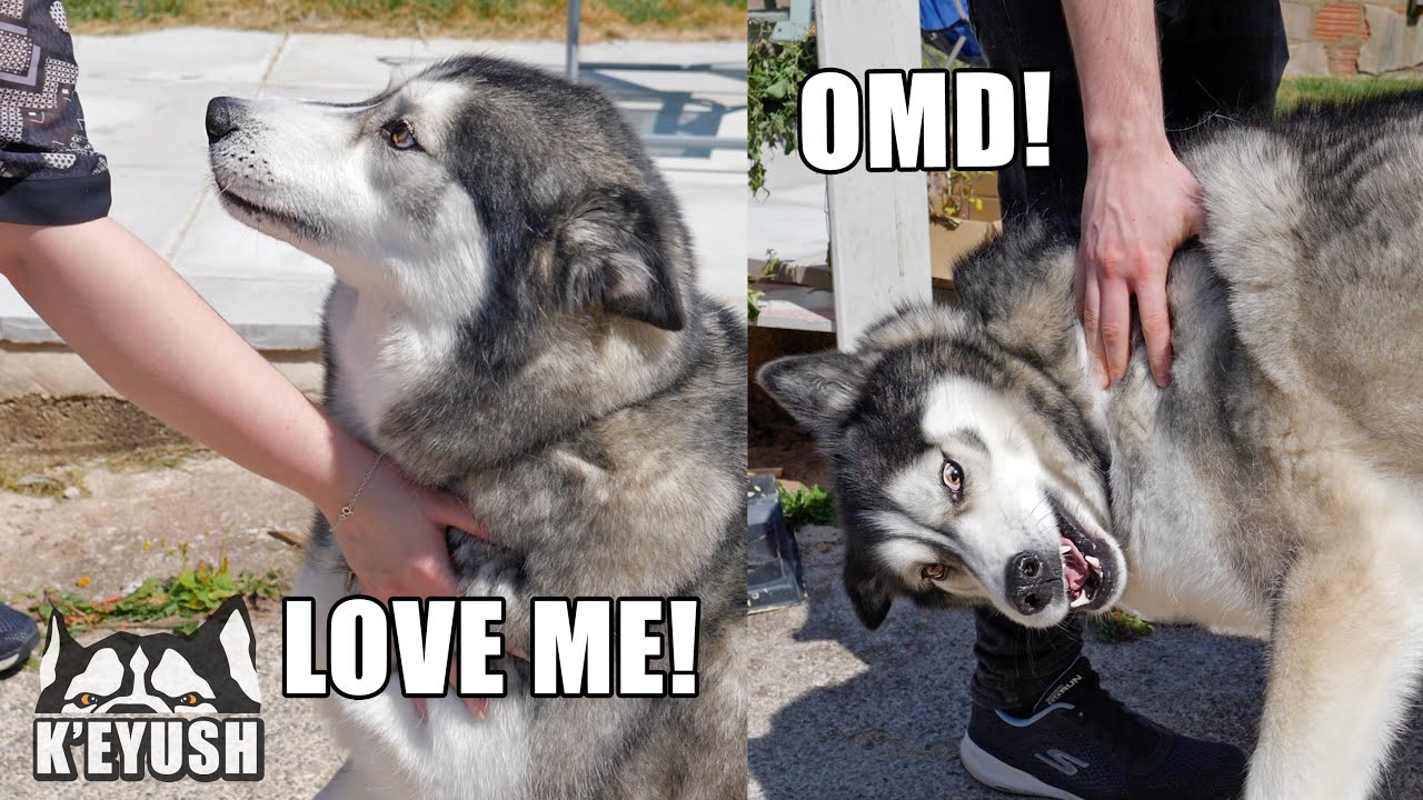 Husky Can’t Contain Excitement Seeing Family After Lockdown!