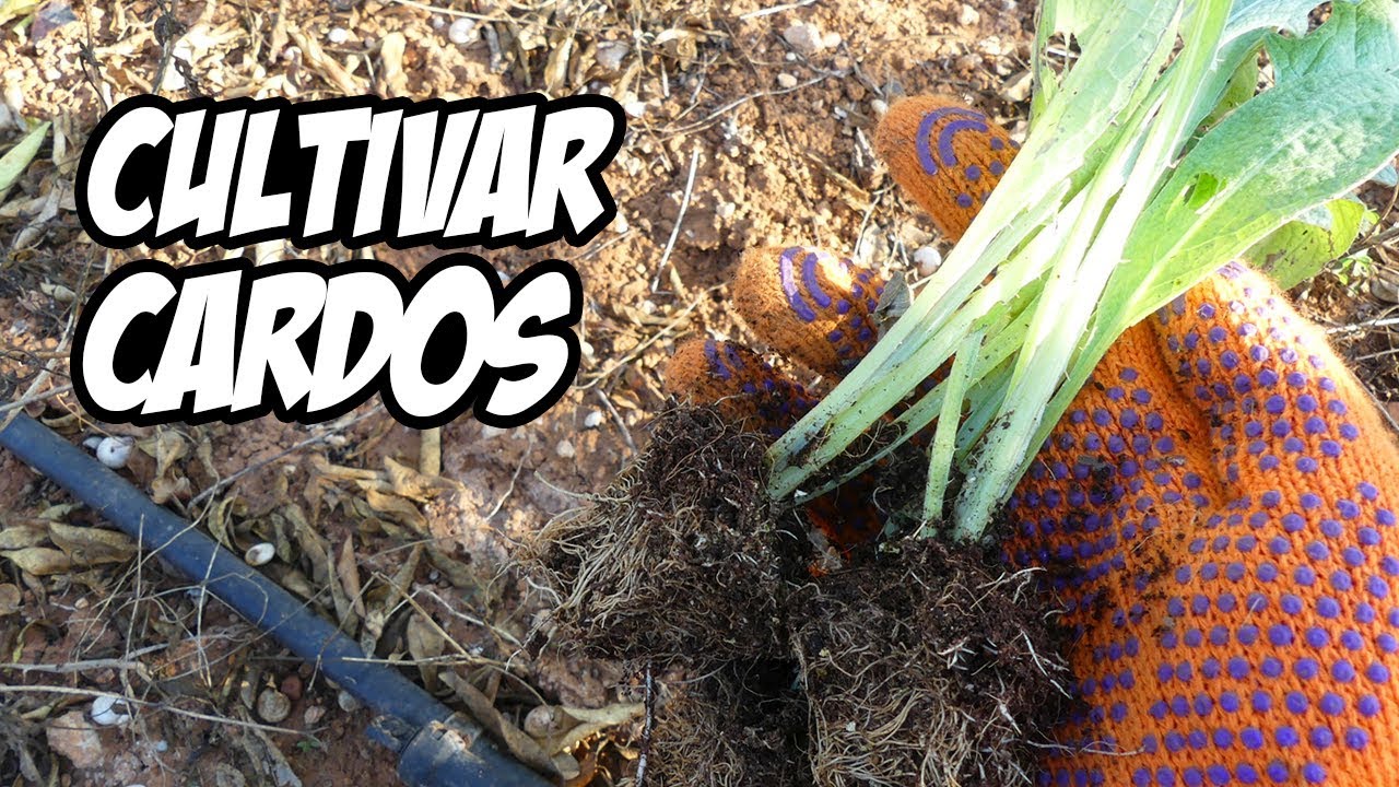 DESCUBRE LA MEJOR FORMA PARA CULTIVAR CARDOS 🌿 | Huerto Orgánico