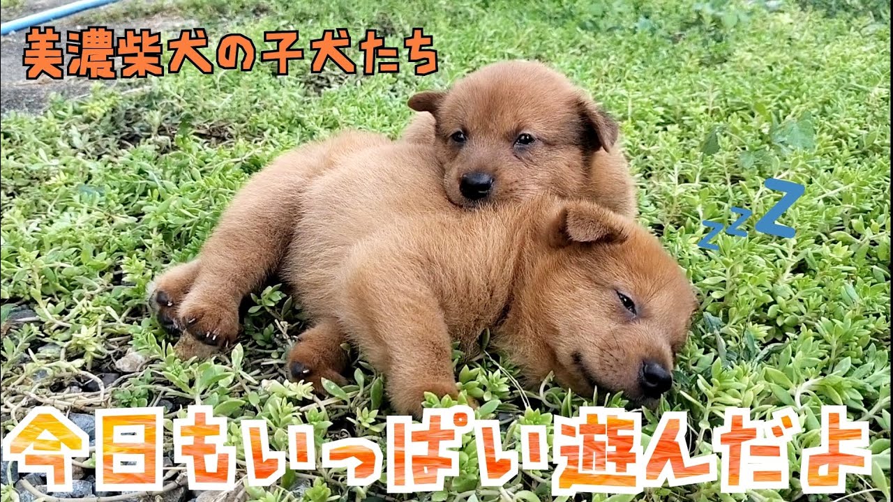 生後1ヶ月 走り回って遊べるようになった子犬たち【美濃柴犬】