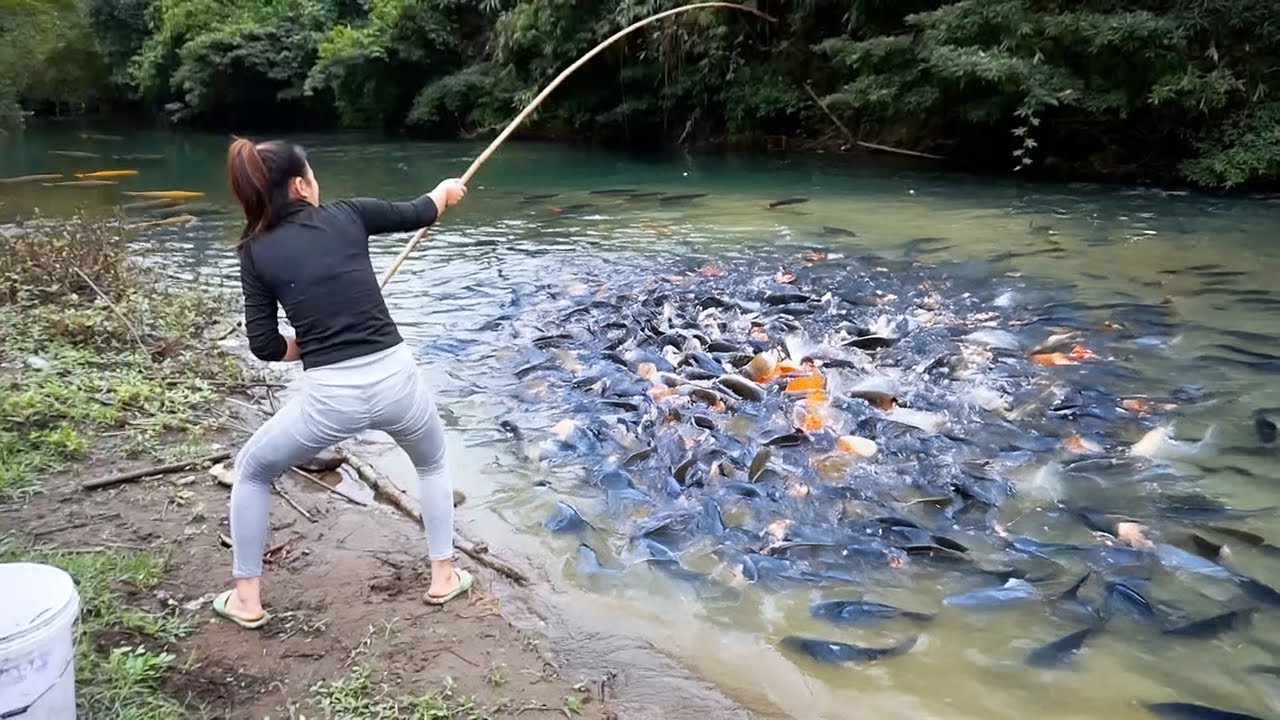 Girl Solo Harvest Fish: Thousands of Fish Caught in One Day