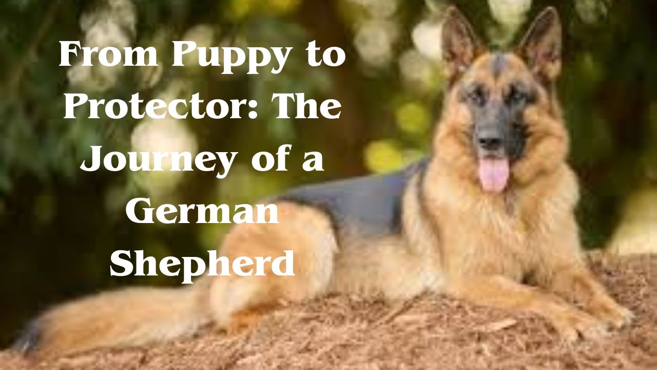 From Puppy to Protector  The Journey of a German Shepherd