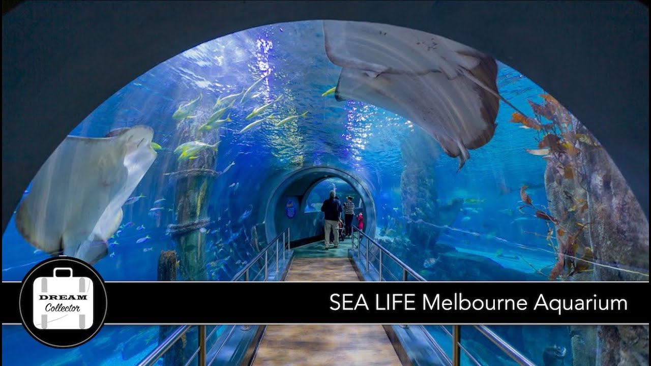 SEA LIFE Melbourne Aquarium | Dream Journey
