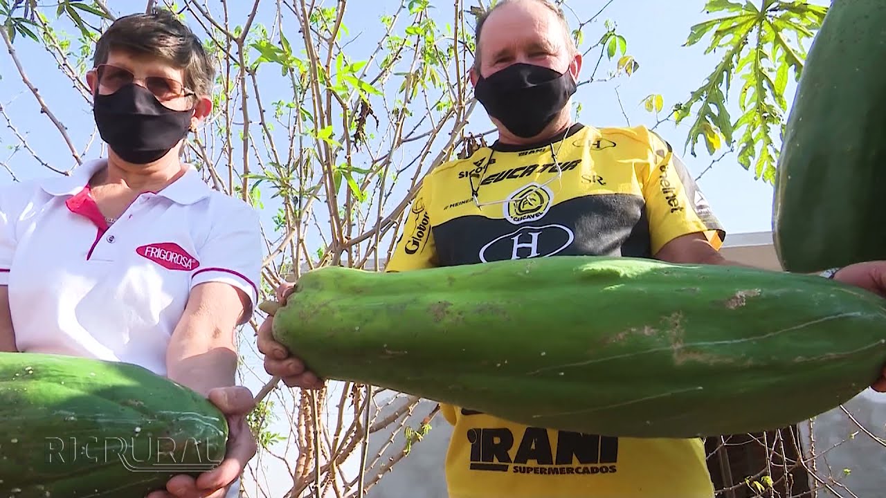 Mamão gigante chama a atenção em Nova Santa Rosa