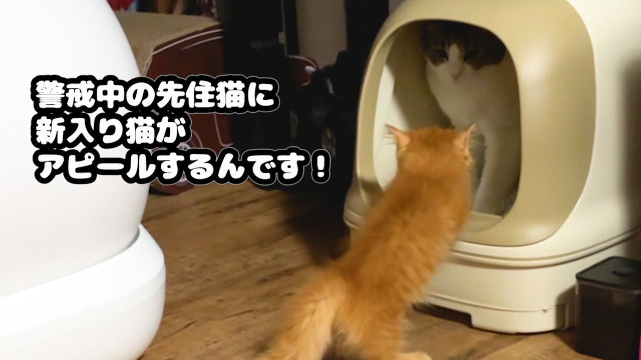 多頭飼いで警戒する先住猫に新入り猫がアピールするんです！