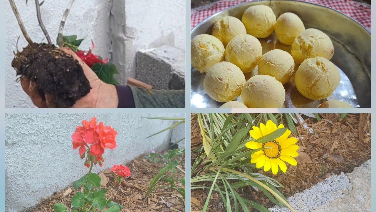 Aqui na roça sempre plantando e fazendo as delícia que roça oferece fiz pão de queijo 