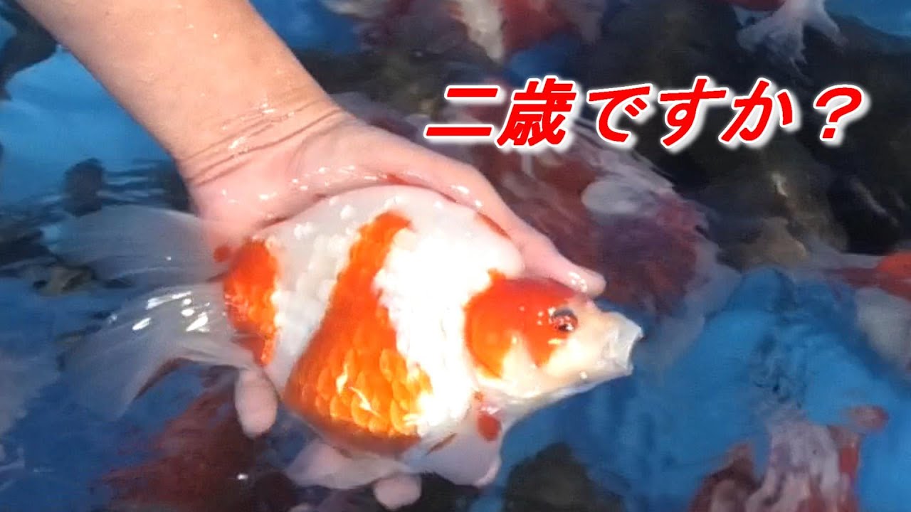 大きくなります！NND玉サバ2021年度池上げ報告！