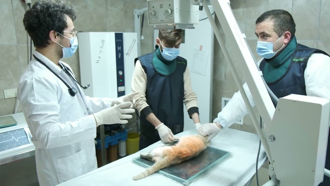 &Uuml;mraniye Belediyesi Hekimbaşı Sahipsiz Hayvan Bakımevi