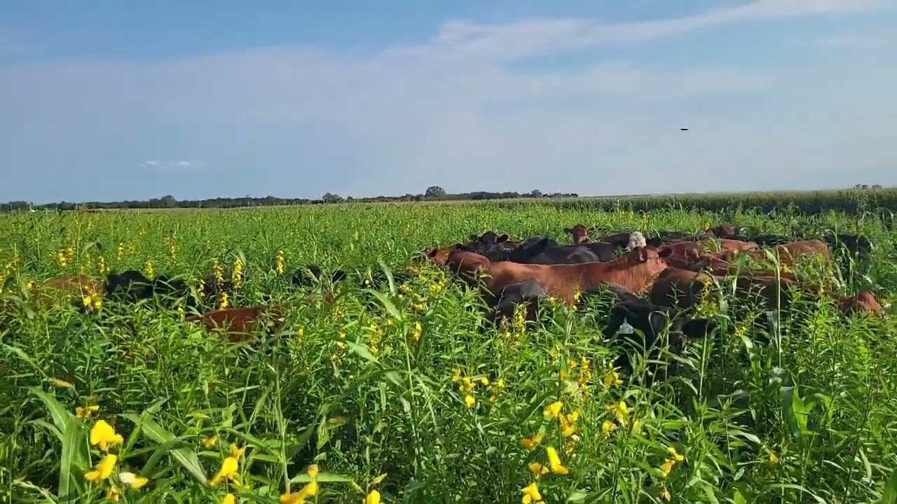 Sunn Hemp and Purple Martins