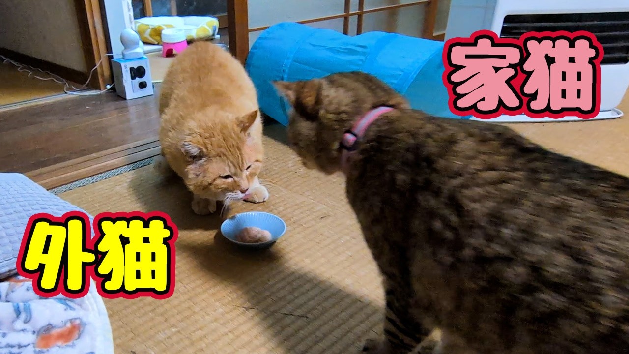 【元野良猫】に アタック！