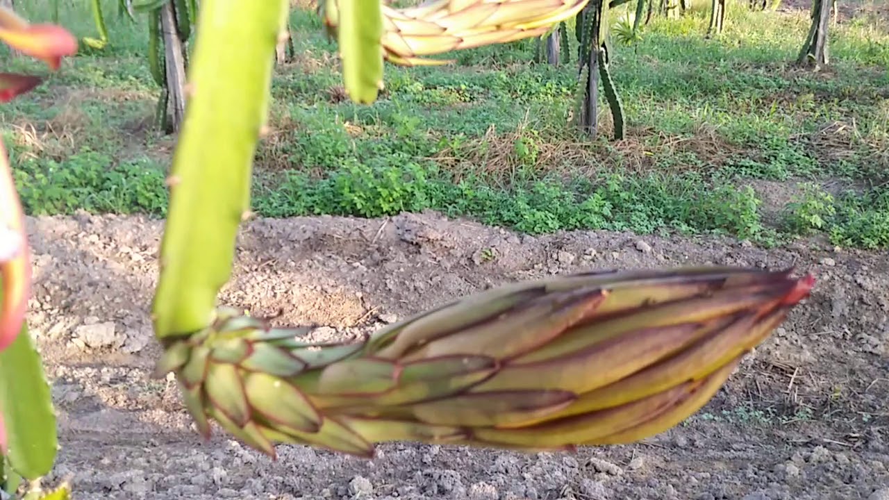 Plantando Pitaya -Sitio Sawada