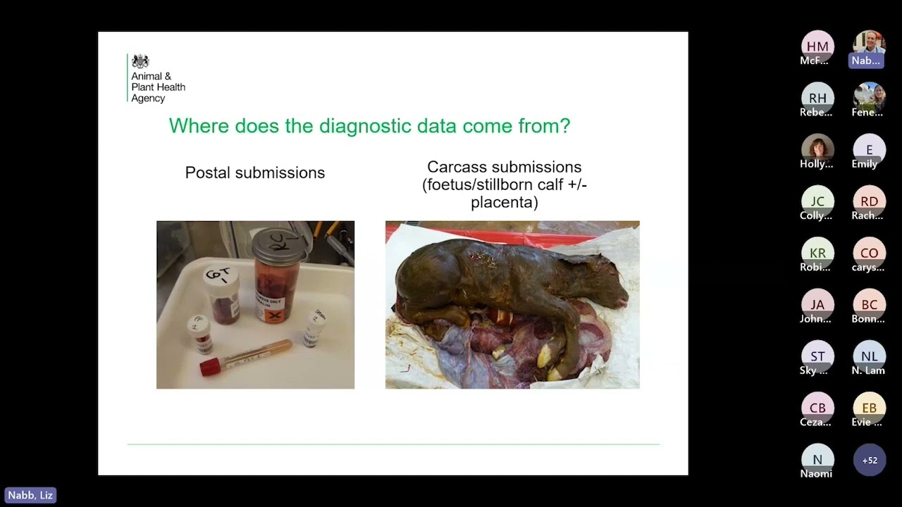 Bovine abortion sampling