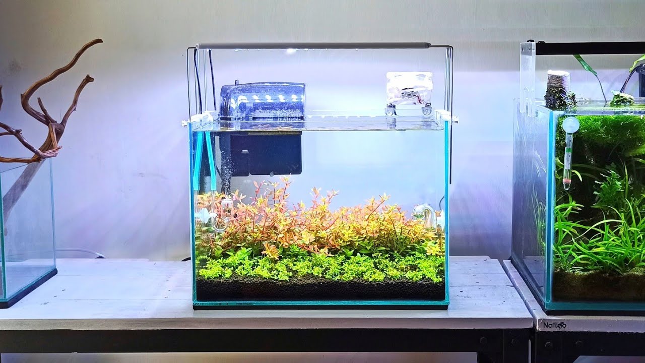 MINIMALIST DUTCH STYLE AQUASCAPE | AQUASCAPE MINI TEMA DUTCH STYLE SIMPEL