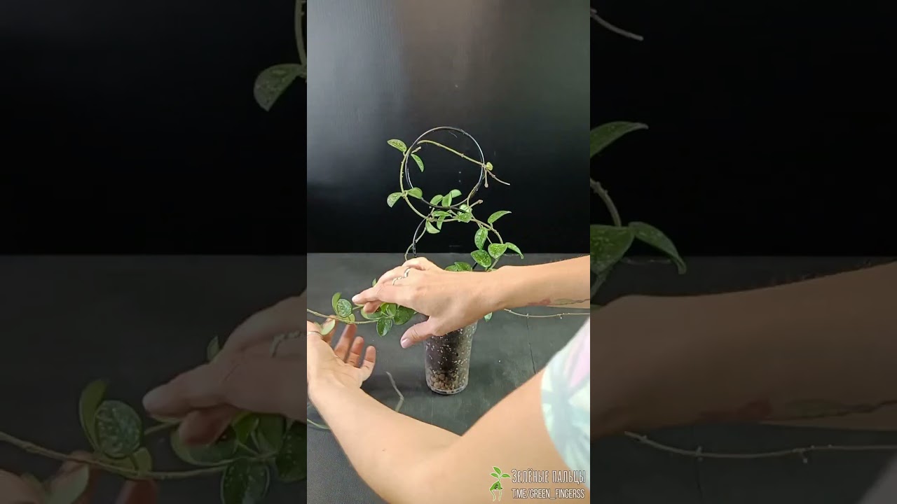 Хойя Матильда, пересадка  #комнатныерастения #пересадка #хойя