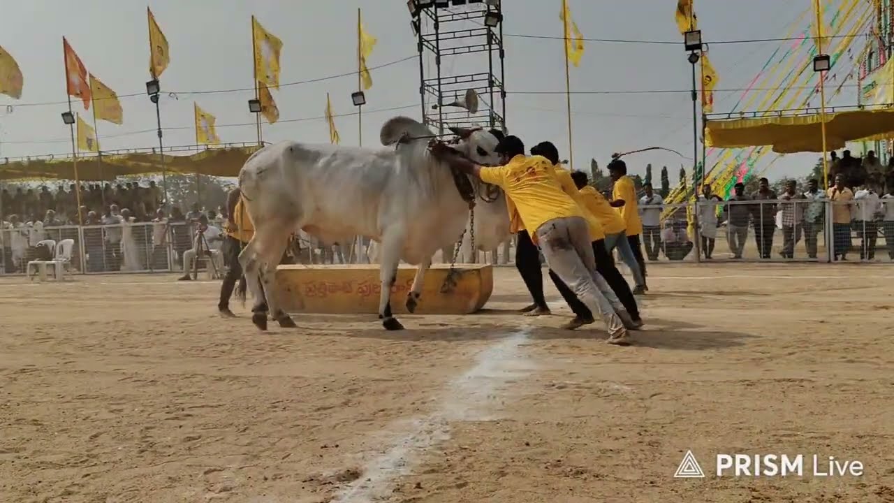 చిలకలూరిపేట టౌన్||న్యూ క్యాటగిరి విభాగం 19 వ జత షేక్ బడే గారు 20-1-2026💥💥