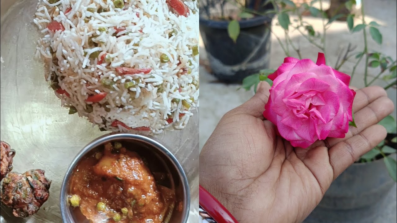  ছাদ বাগানের গোলাপ 🌹 আজকের মেনু ফ্রাইড রাইস ,আলুর দম, ভেজ পাকোড়া 👌🏼👌🏼