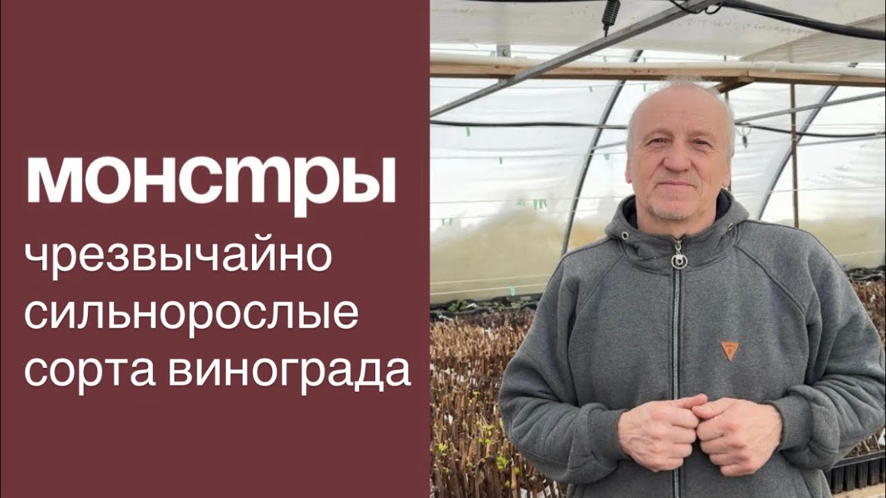 Сильнорослые сорта винограда 