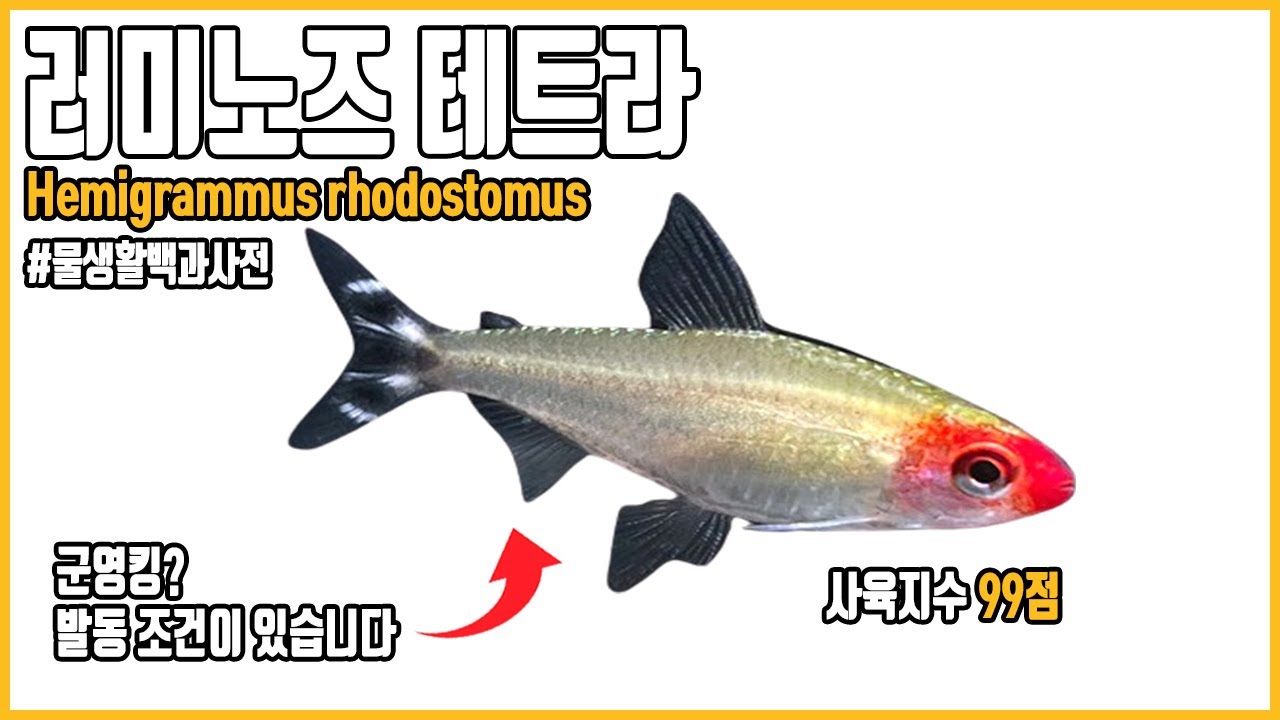 러미노즈 테트라, 군영이 발동되는 2가지 조건&hellip;! #물생활백과사전