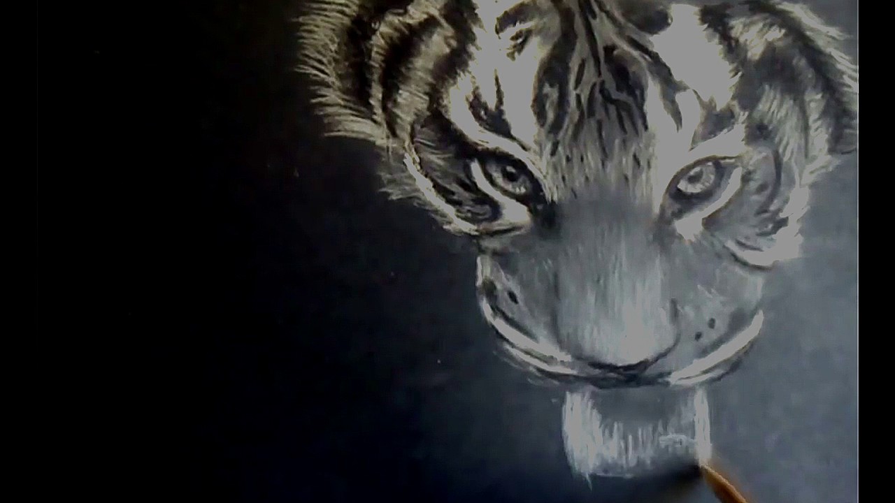 Drawing | Tigre siberiano Blanco sobre negro