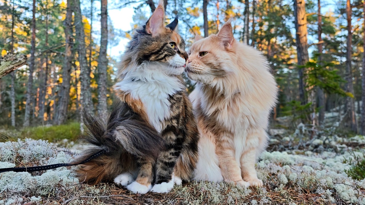 Buster and Iris Explore the Frosty Forest!