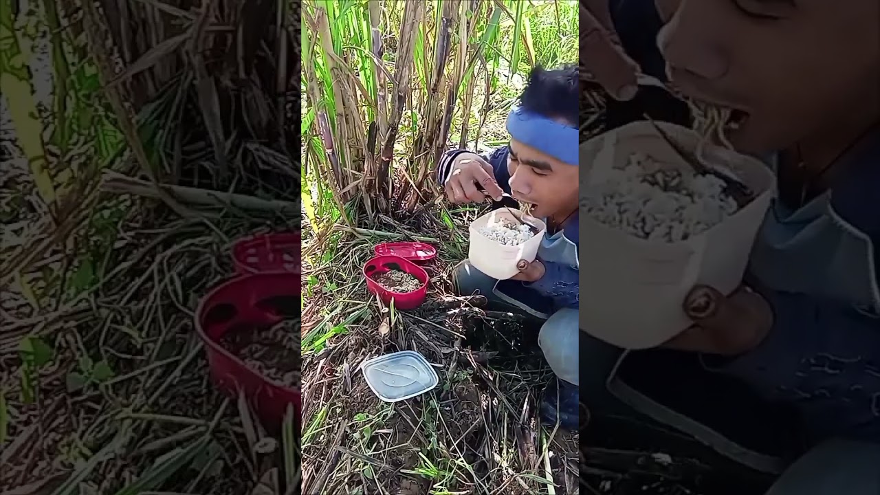 Ngaon mga bai utan og buwad