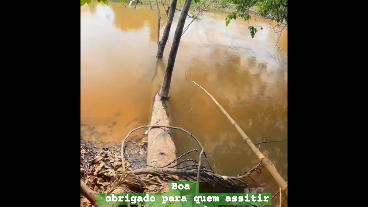 pescador tra&iacute;ra com vara de bambu 🎍 🤣 🎣