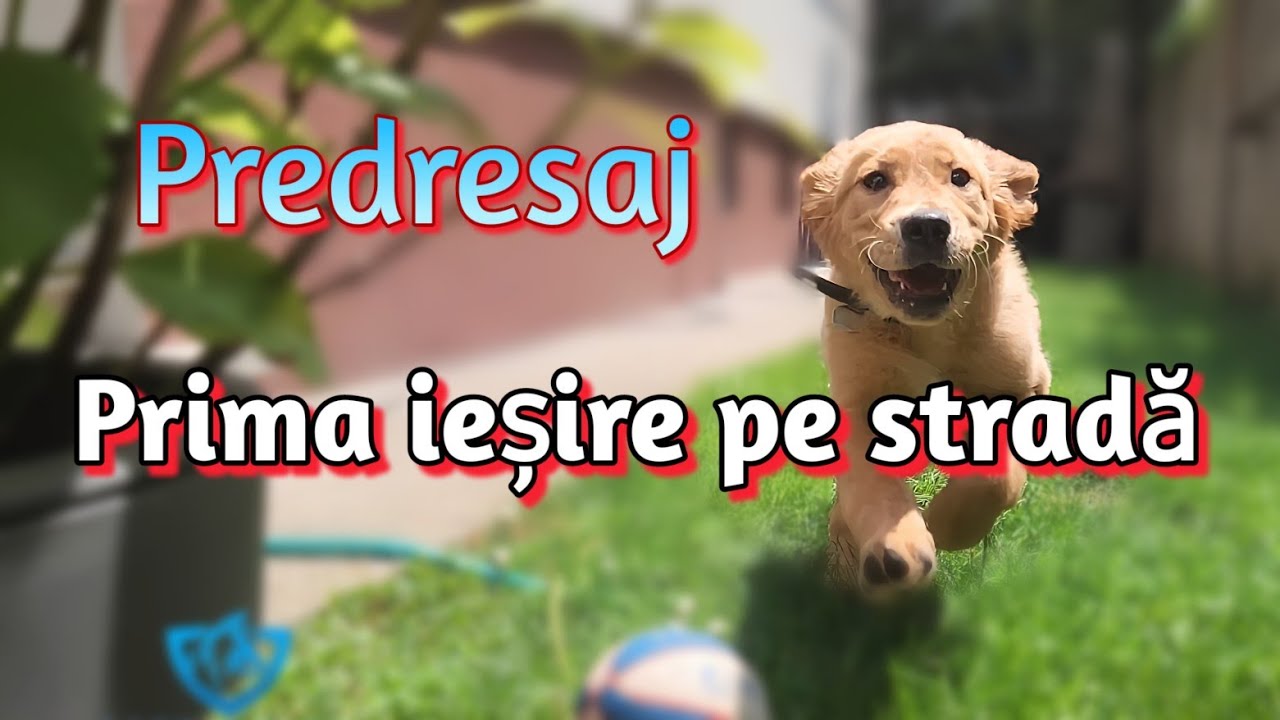 Predresaj. Prima dată pe stradă.