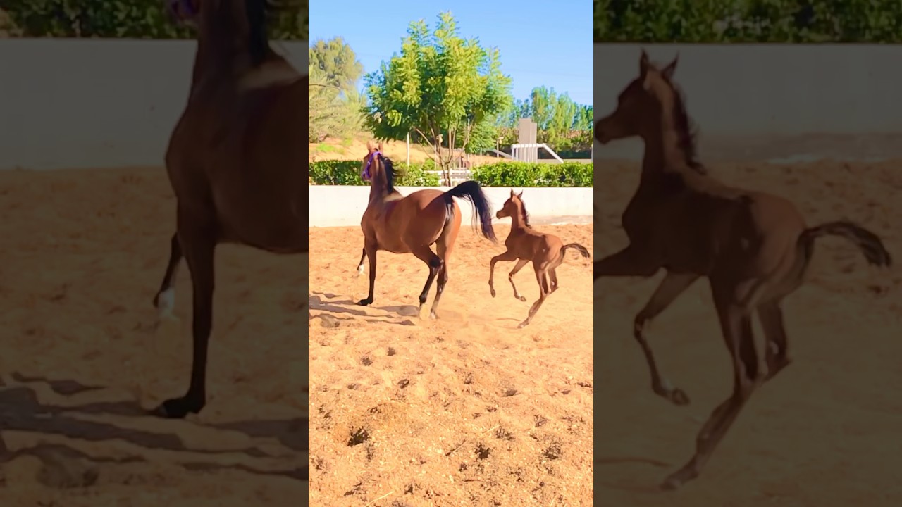 Amazing horse performance with baby 